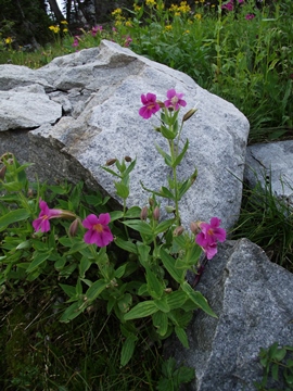 wildflowers on cascade canyon