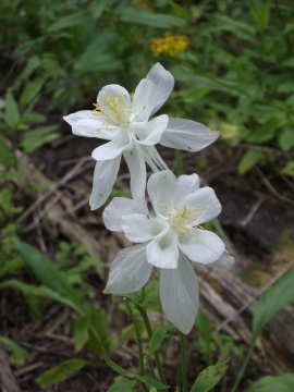 columbines