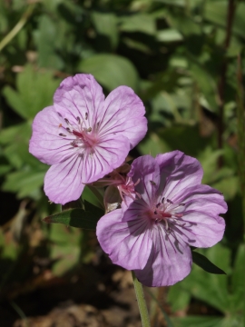 granite-canyon-wildflowers