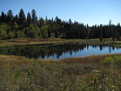 moose ponds