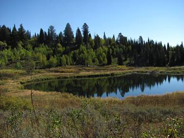 moose-ponds