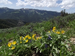 black-canyon-overlook