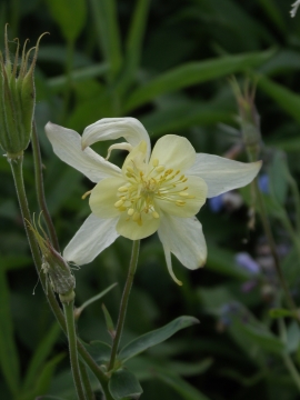 columbine