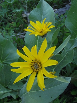 arrow-leaf-balsamroot