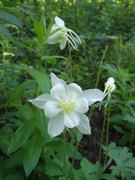 columbine