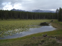 heron-pond