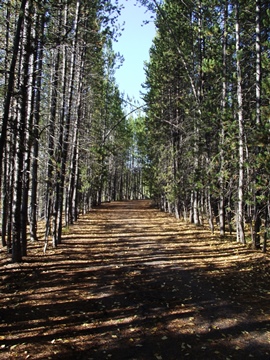 lakeshore-trail