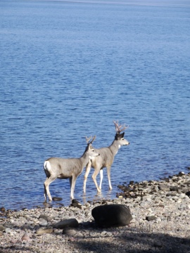 mule deer