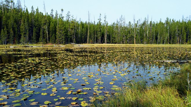 lily-pad-lake